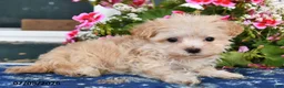 Maltipoo dogs for sale: Shadow - Ad 3