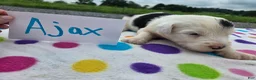 Sheepadoodle dogs for sale: Sheepadoodle 6 - Ad 4