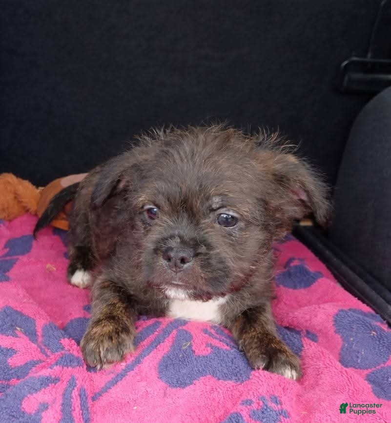 Mixed Breed dogs Chewy - Ad 25