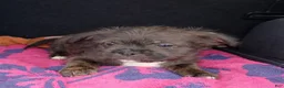 Mixed Breed dogs for sale: Chewy - Ad 1