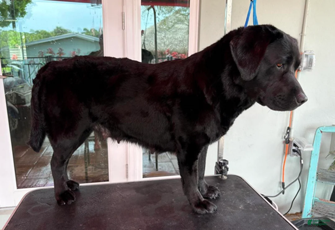 Labrador Retriever dogs for sale: Korra - Ad 6