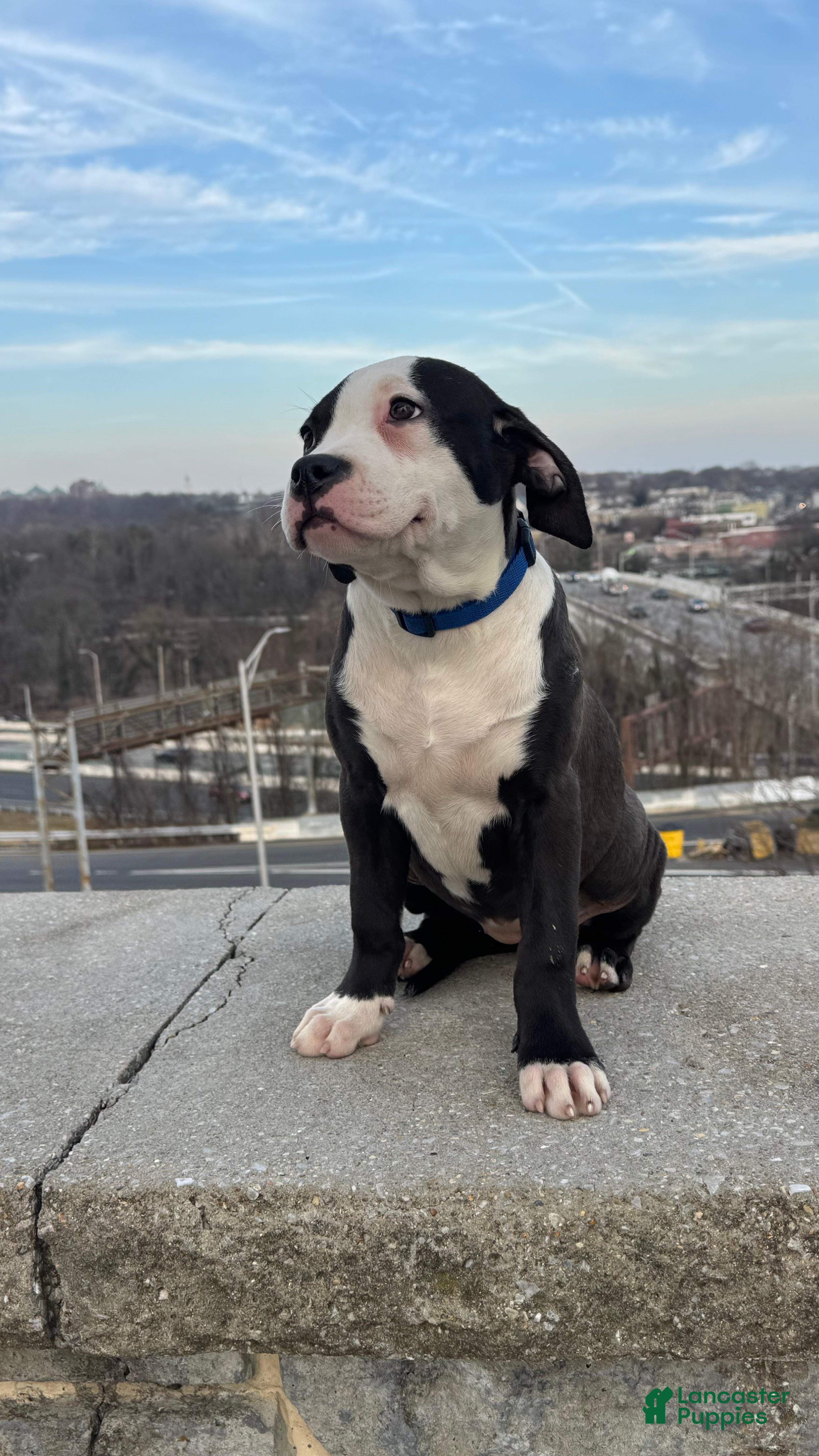 American Bully dogs Sage - Ad 2