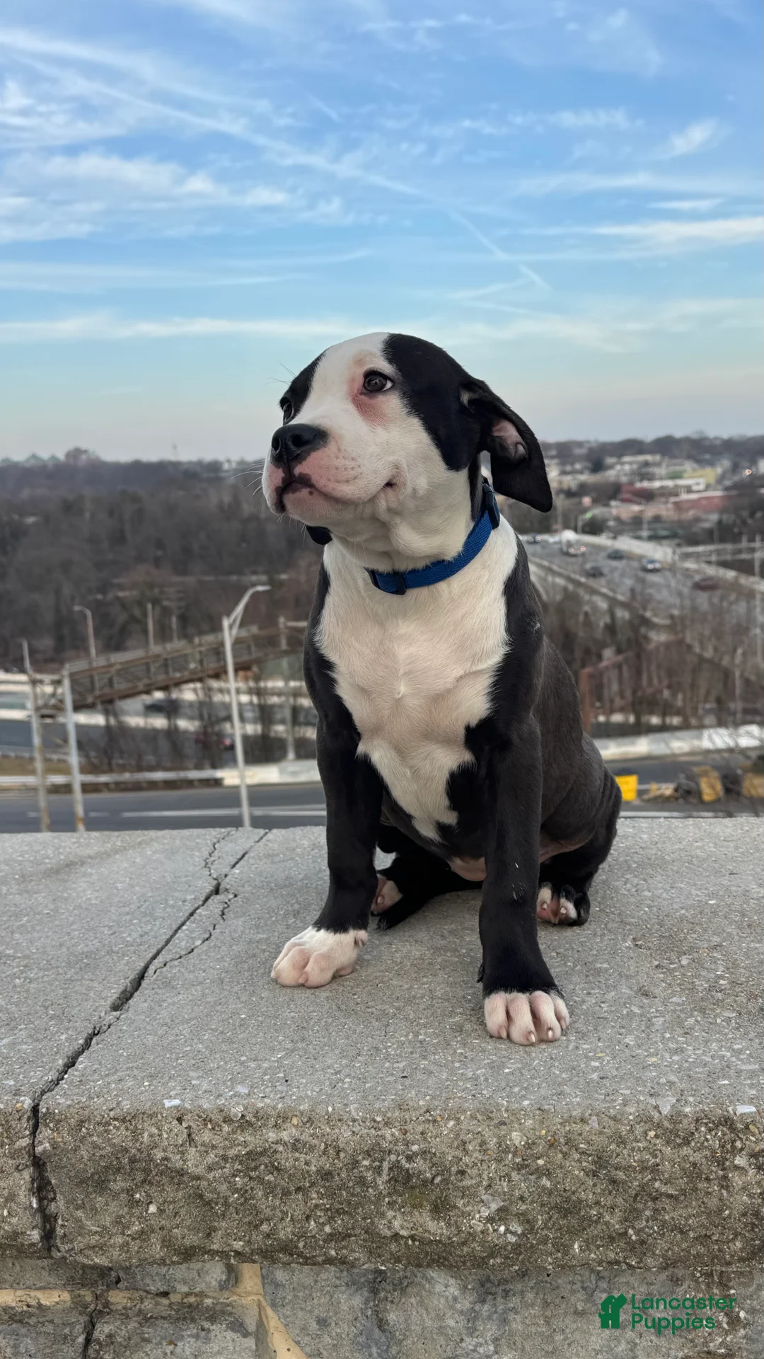 American Bully dogs for sale: Sage - Ad 2