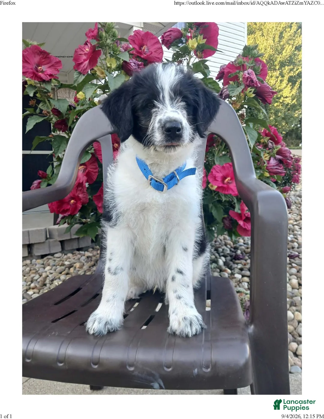Mixed Breed dogs for sale: Maverick - Ad 1