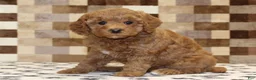 Cavapoo dogs for sale: Olivia - Ad 4