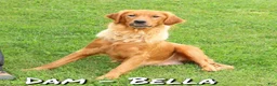 Golden Retriever dogs for sale: Joey - Ad 10