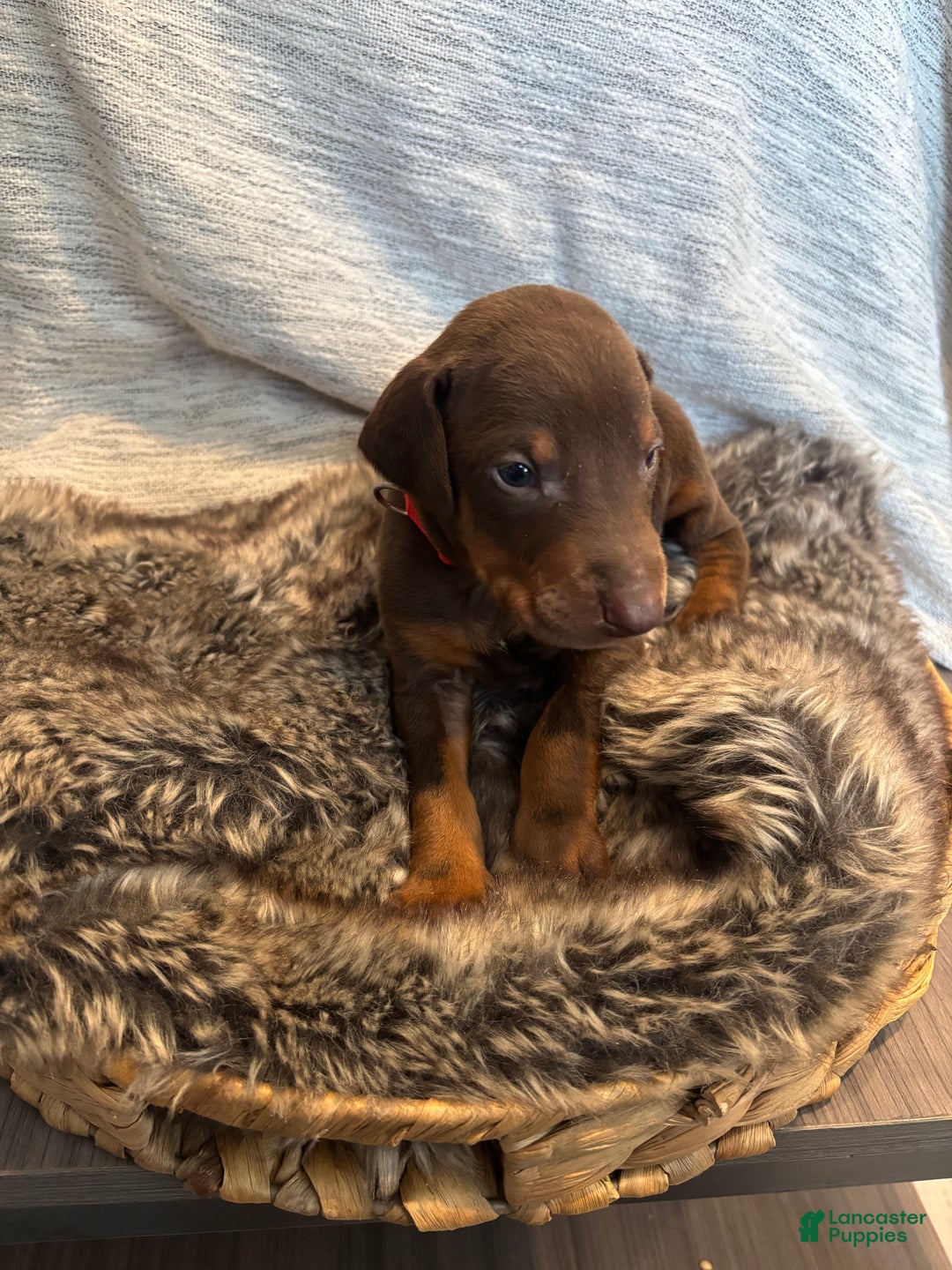 Doberman Pinscher dogs for sale: Cairo - Ad 3