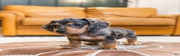 Miniature Dachshund dogs for sale: Mitzi - Ad 8