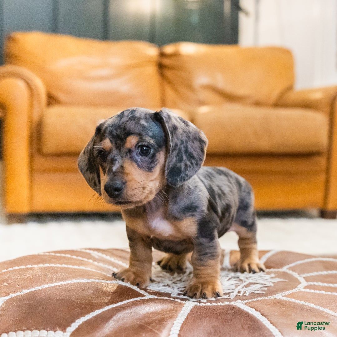 Miniature Dachshund dogs for sale: Mitzi - Ad 8