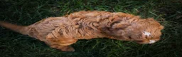 Cavapoo dogs for sale: Kristina   - Ad 20