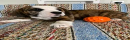 Beabull dogs for sale: Gabby - Ad 3