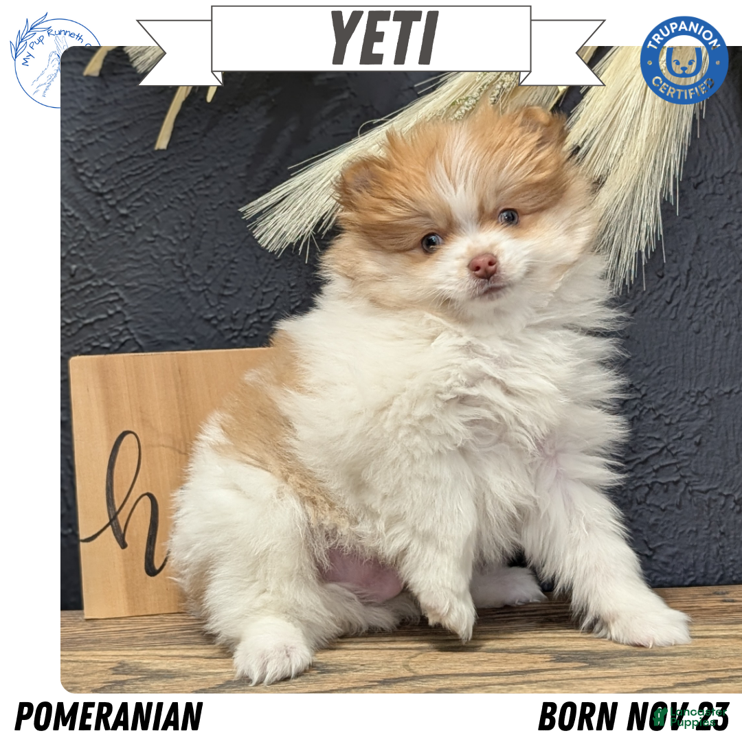Pomeranian dogs Yeti  - Ad 1