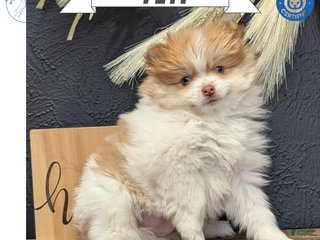 Pomeranian dogs Yeti - Ad 1