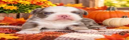 French Bulldog dogs for sale: Misty Female AKC French Bulldog - Ad 11