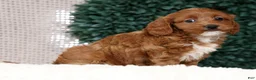 Cavapoo dogs for sale: Natasha - Ad 8