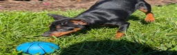 Miniature Pinscher dogs for sale: Flash - Ad 5
