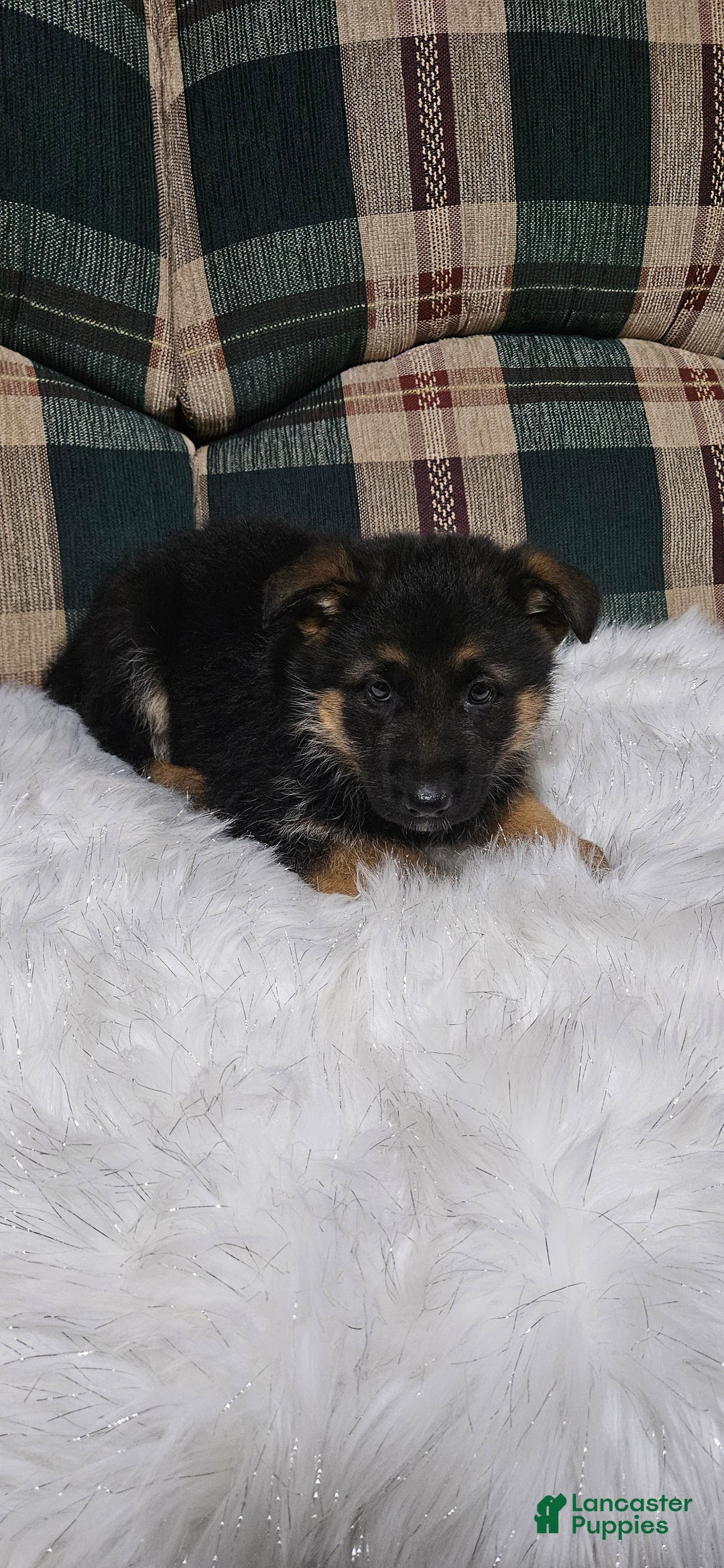 German Shepherd dogs for sale: Sabrina  - Ad 6