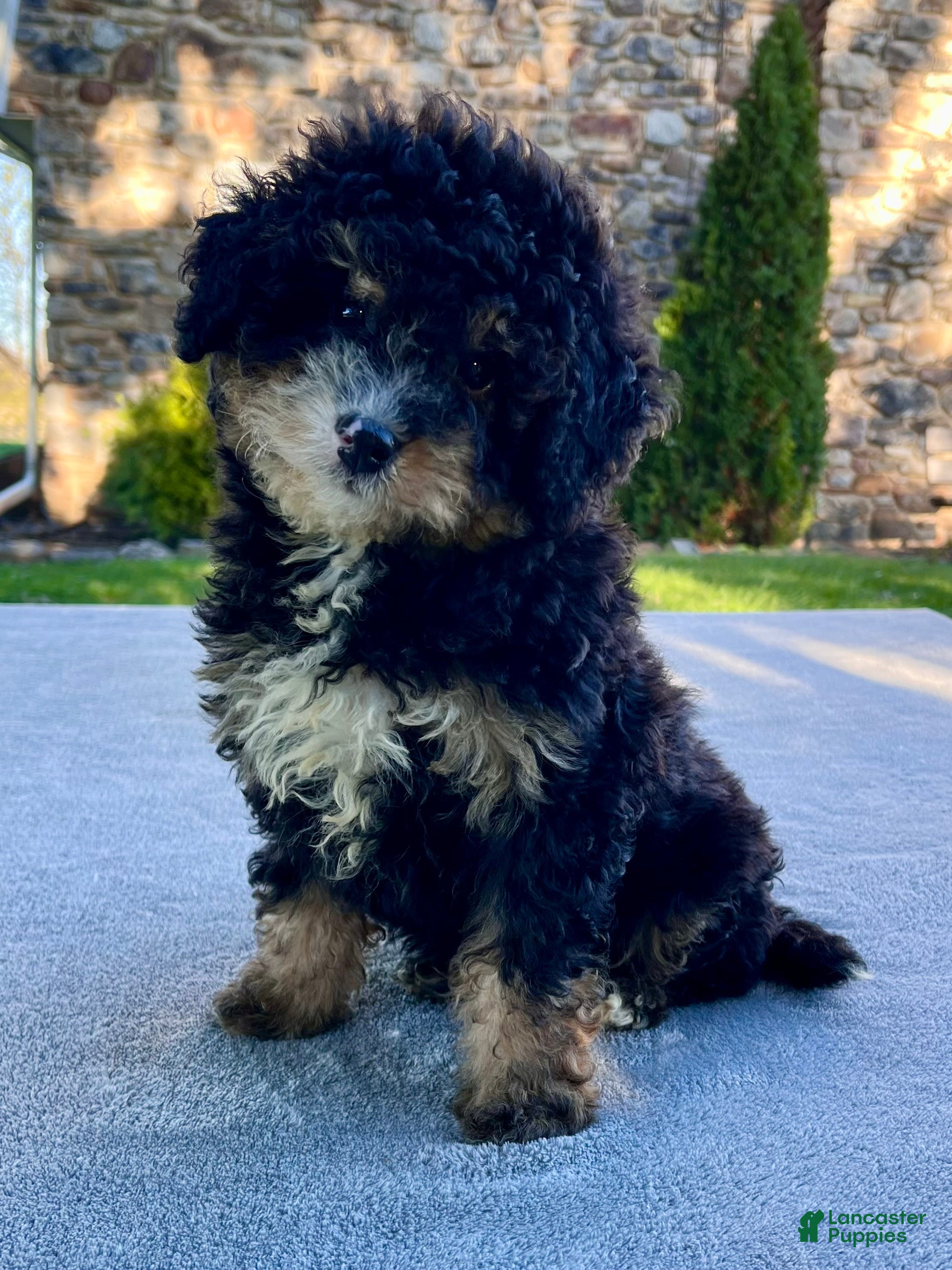 Mini Bernedoodle dogs Kiki - Ad 2
