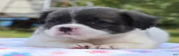 Mixed Breed dogs for sale: Zoey blue pied fluffy  - Ad 11