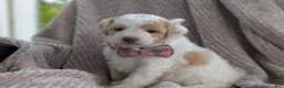 Mini Goldendoodle dogs for sale: Princess - Ad 6