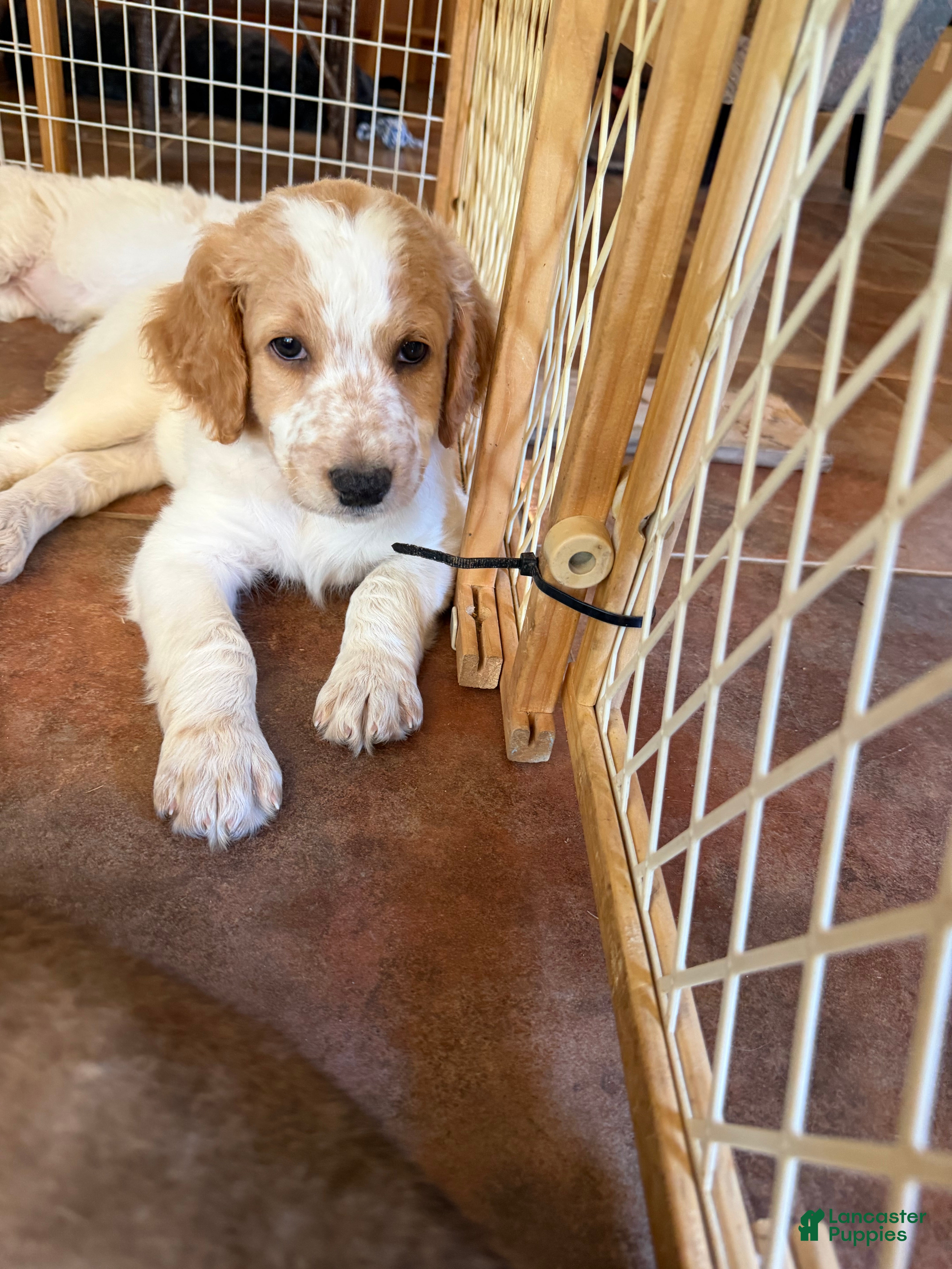 Aussiedoodle dogs Kobe - Ad 19