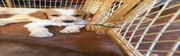 Aussiedoodle dogs for sale: Kobe - Ad 1