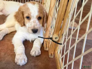 Aussiedoodle dogs Kobe - Ad 19