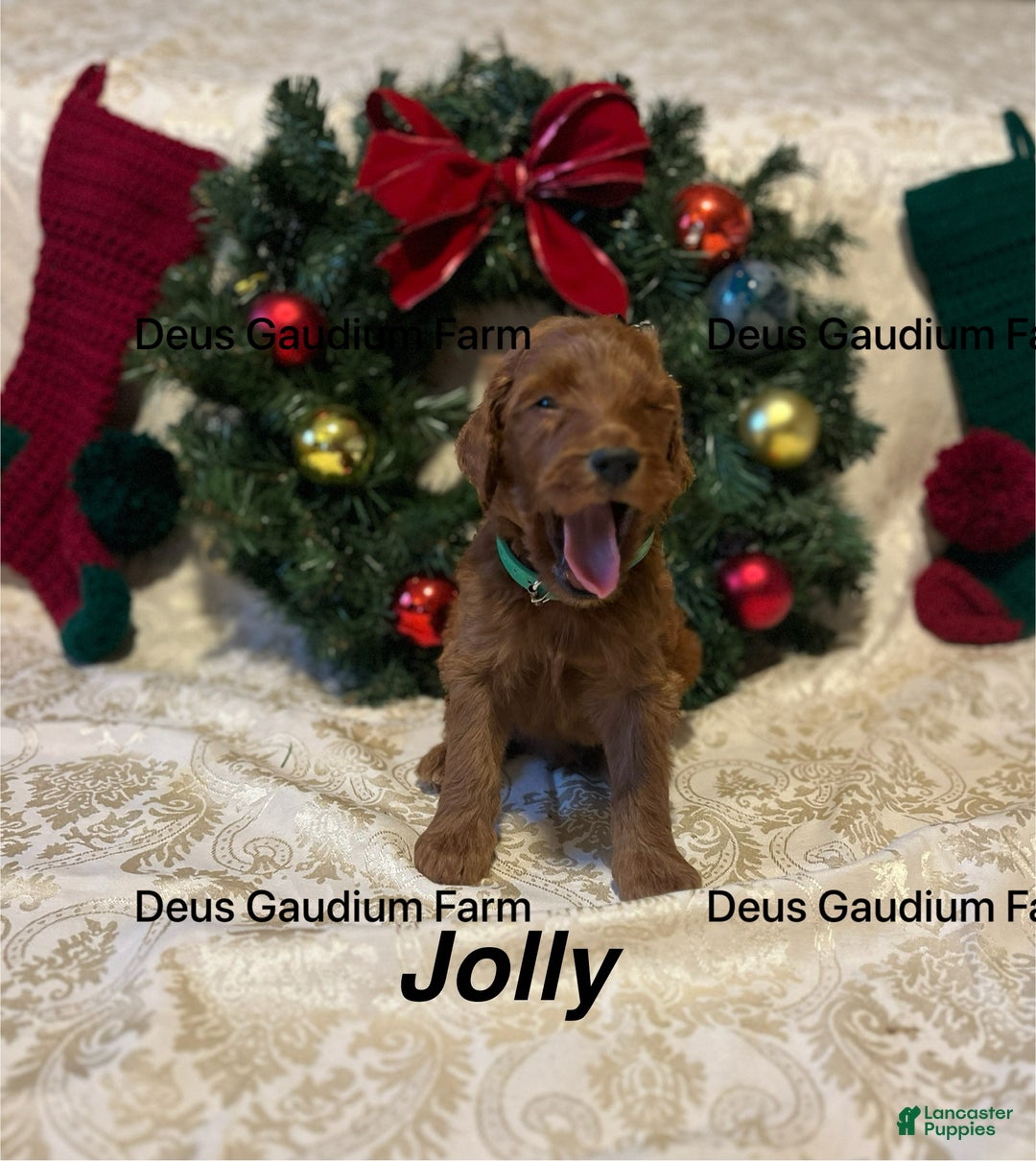 Irish Doodle dogs for sale: Jolly - Ad 2