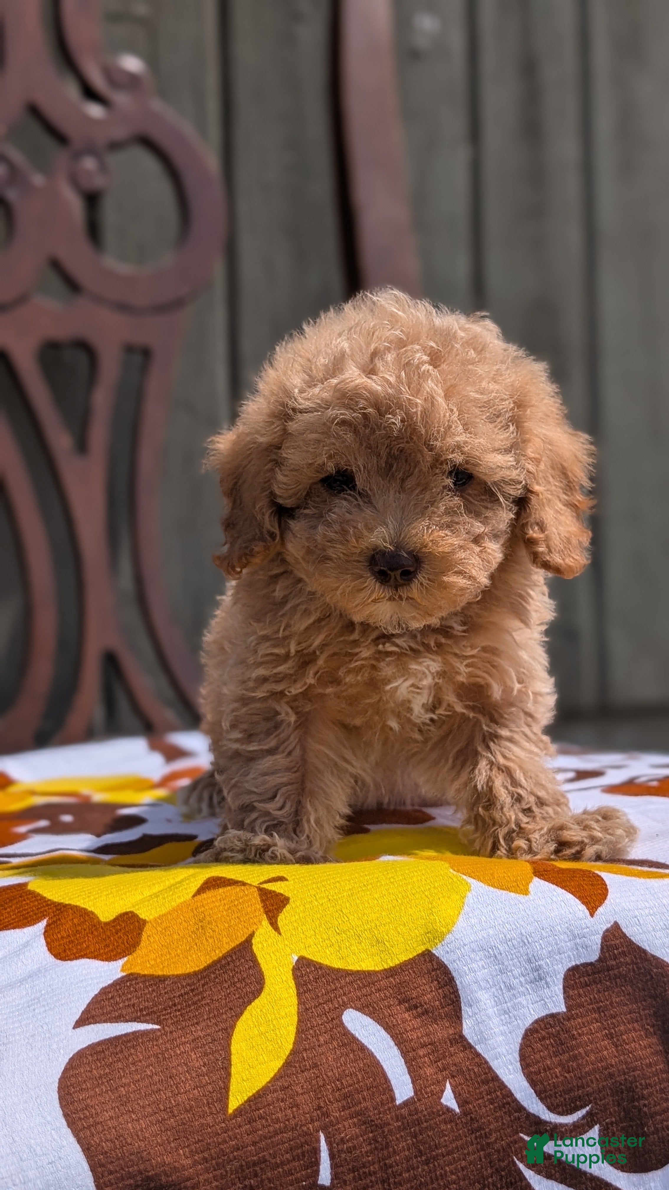 Miniature Poodle dogs Max - Ad 2