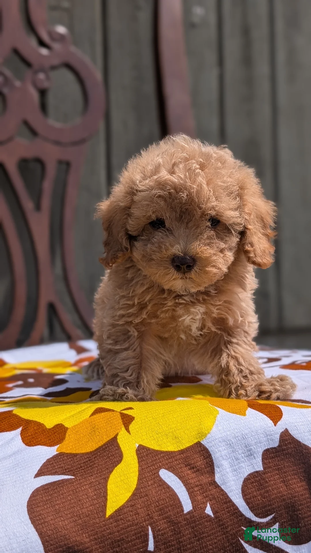 Miniature Poodle dogs for sale: Max - Ad 2