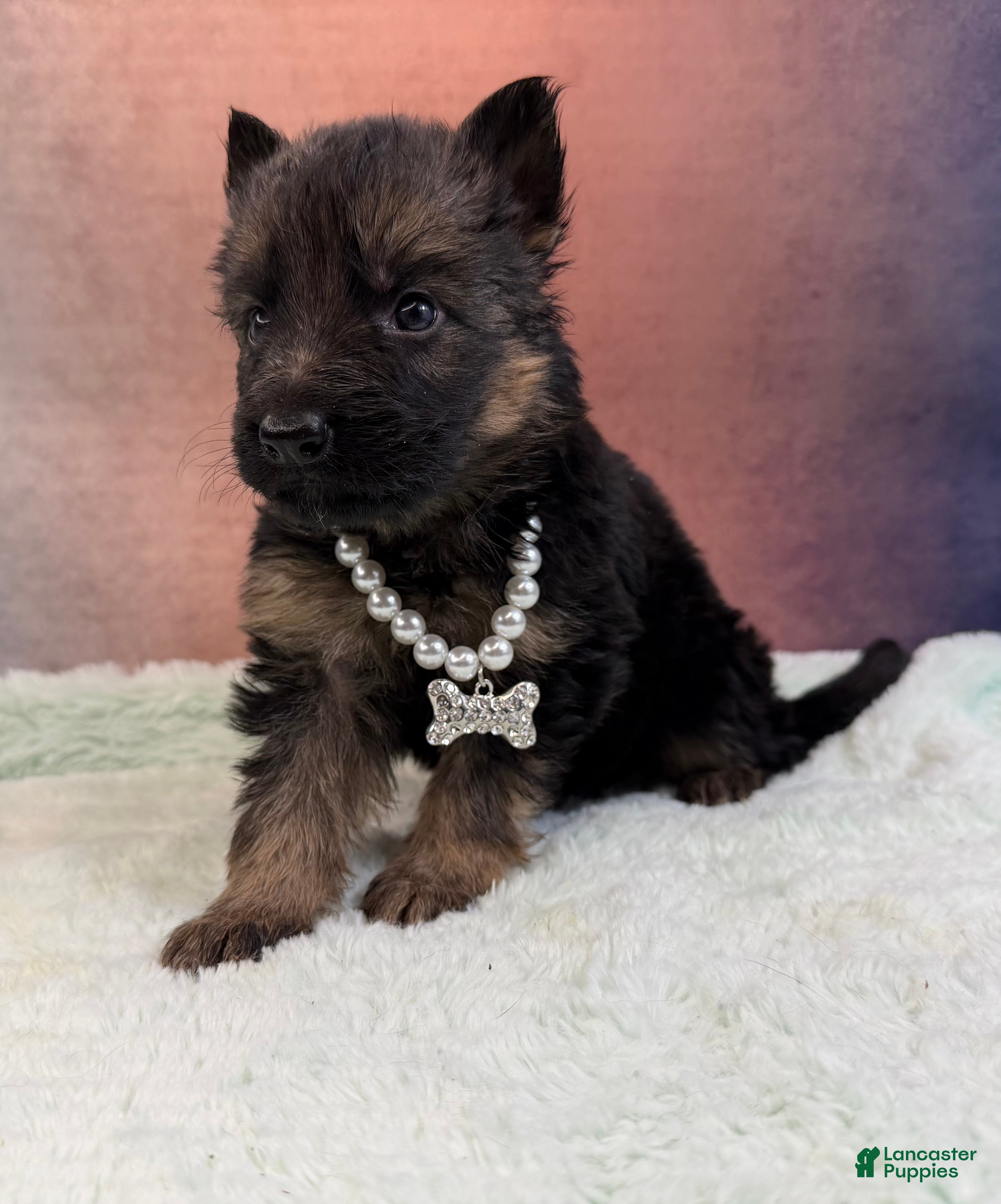German Shepherd dogs Lh Champion bred import girl - Ad 20