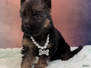 German Shepherd dogs Lh Champion bred import girl - Ad 42