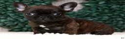 French Bulldog dogs for sale: Hitch - Ad 5