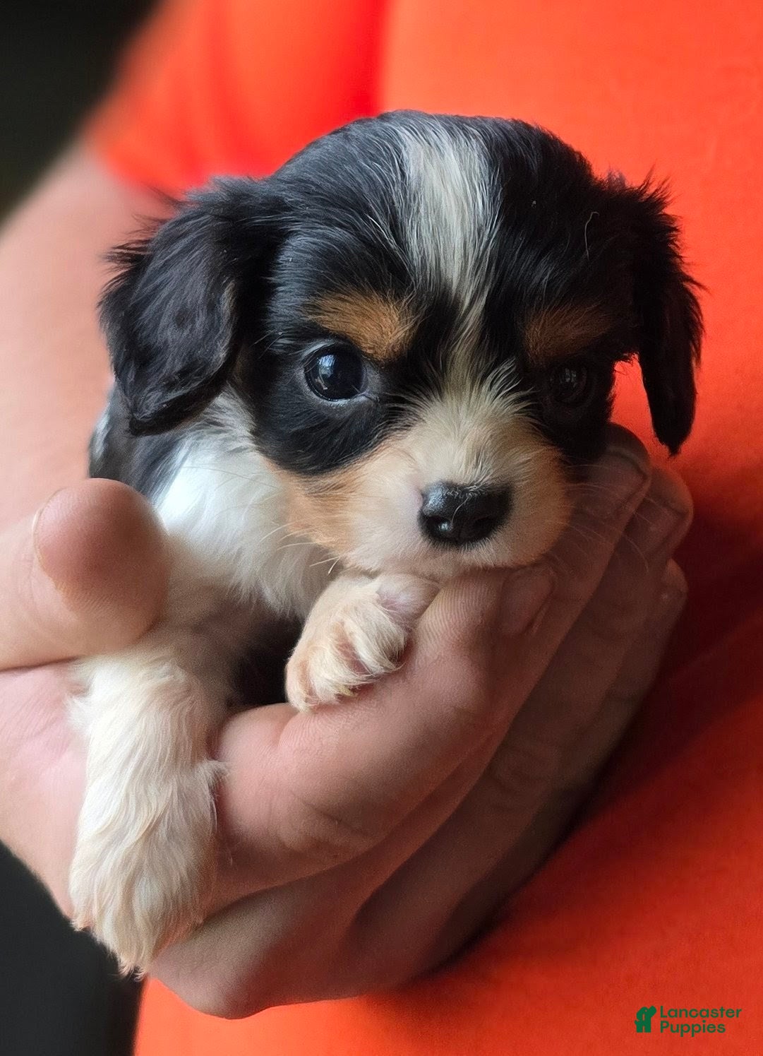 Cavalier King Charles Spaniel dogs Charity - Ad 2