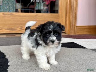 Havanese dogs Jared - Ad 40