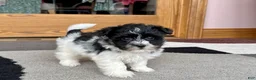 Havanese dogs for sale: Jared - Ad 1