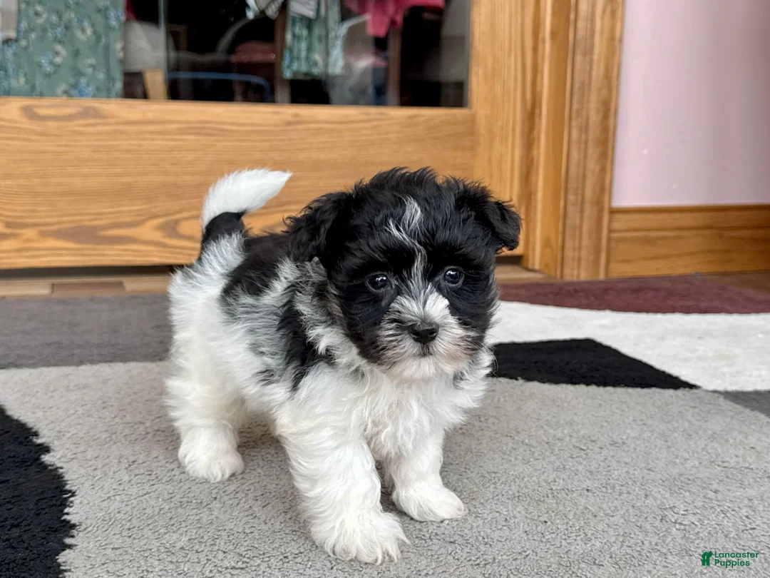 Havanese dogs for sale: Jared - Ad 1