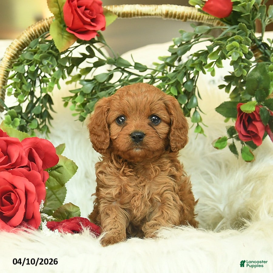 Cavapoo dogs Taffy  - Ad 1