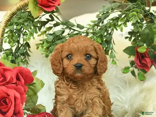 Cavapoo dogs for sale: Taffy - Ad 4