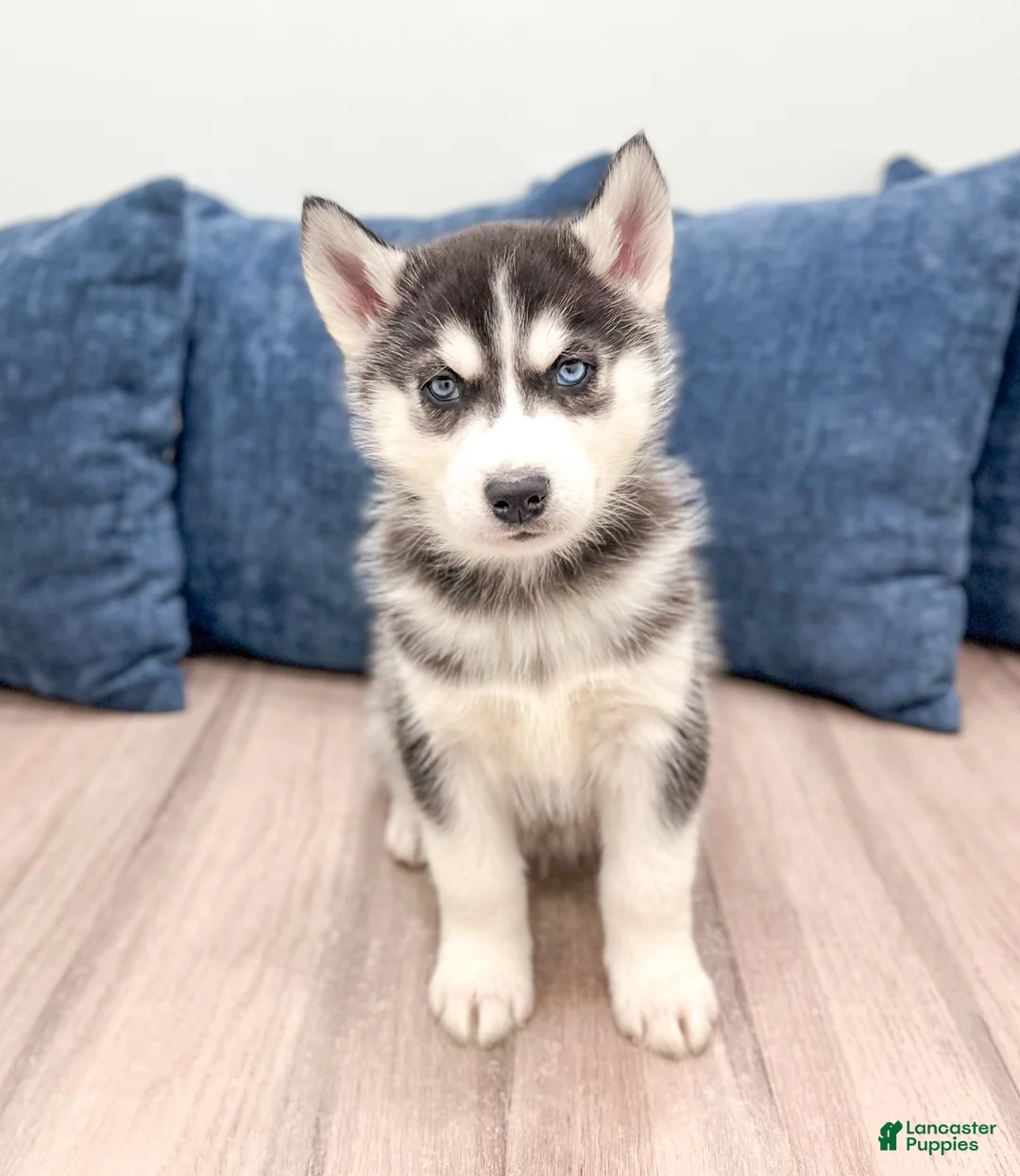 Siberian Husky dogs for sale: Dominick - Ad 1