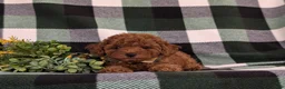 Toy Poodle dogs for sale: Silvester 9 lbs Full Grown - Ad 5