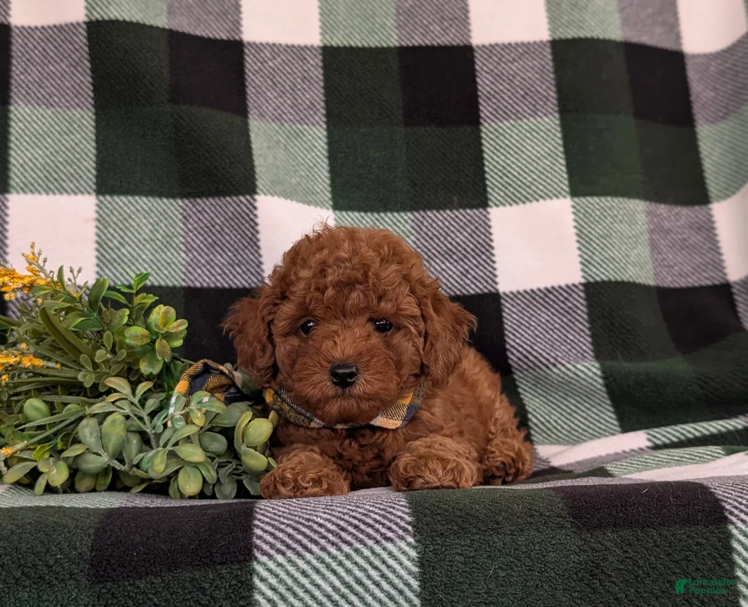 Toy Poodle dogs for sale: Silvester 9 lbs Full Grown - Ad 5