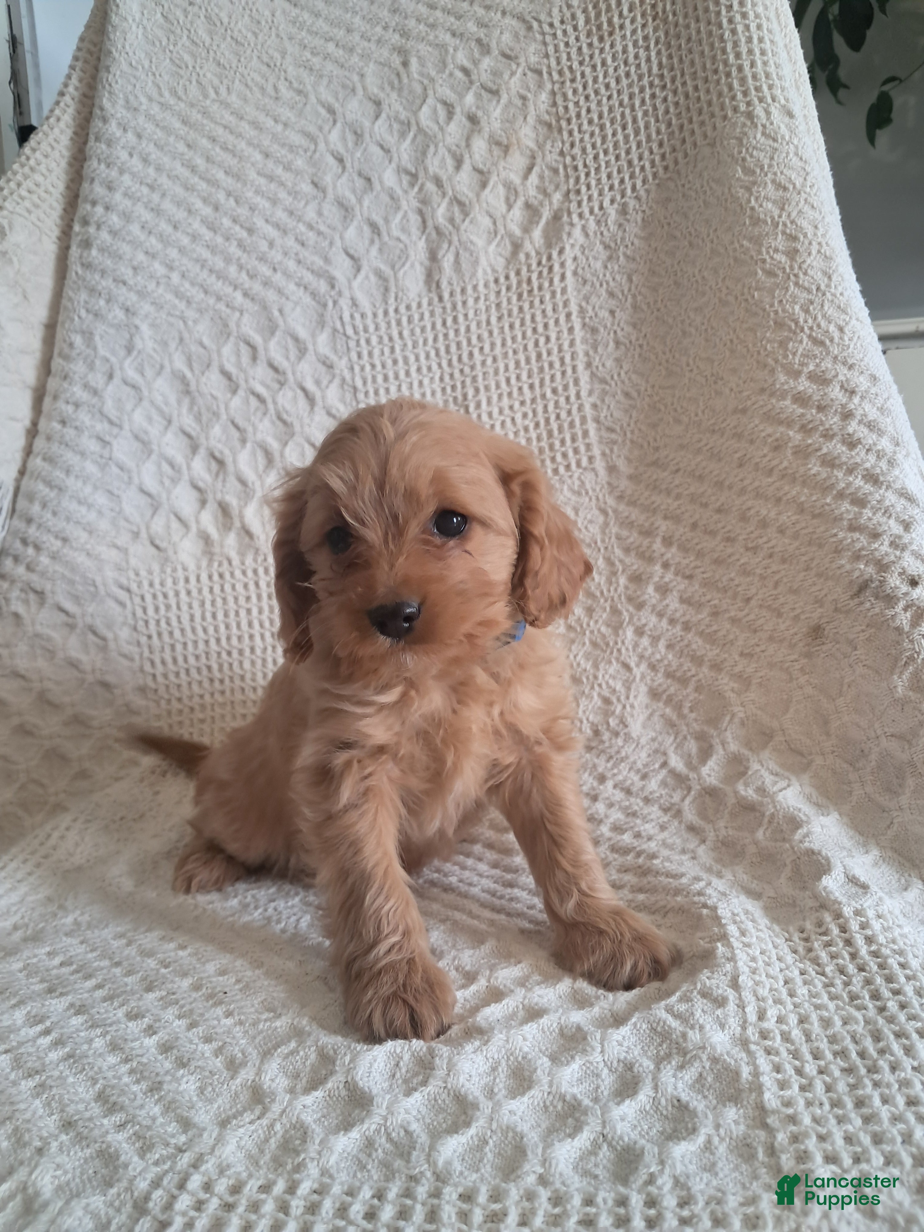 Cavapoo dogs Sonshine - Ad 1