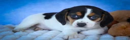 Beagle dogs for sale: Ollie Belle - Ad 5