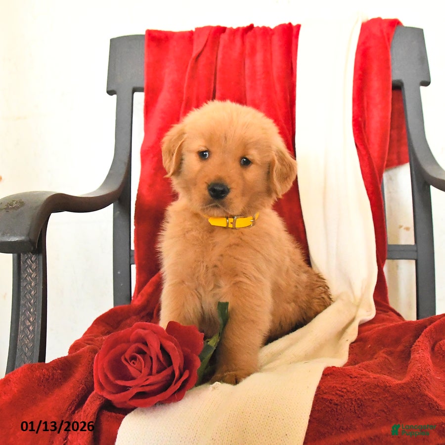 Golden Retriever dogs James   - Ad 7