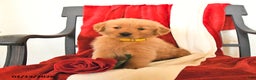 Golden Retriever dogs for sale: James   - Ad 1