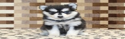 Pomsky dogs for sale: Pearl - Ad 3