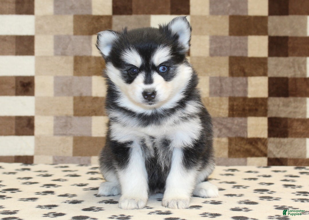 Pomsky dogs for sale: Pearl - Ad 3