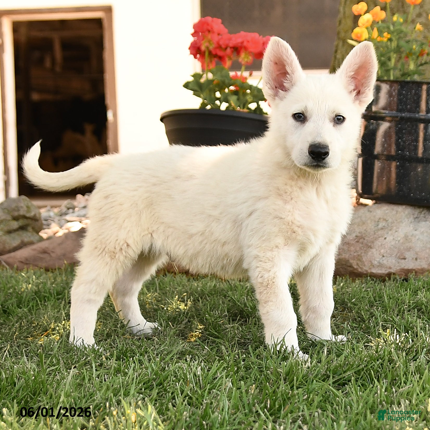 German Shepherd dogs Sonny - Ad 2