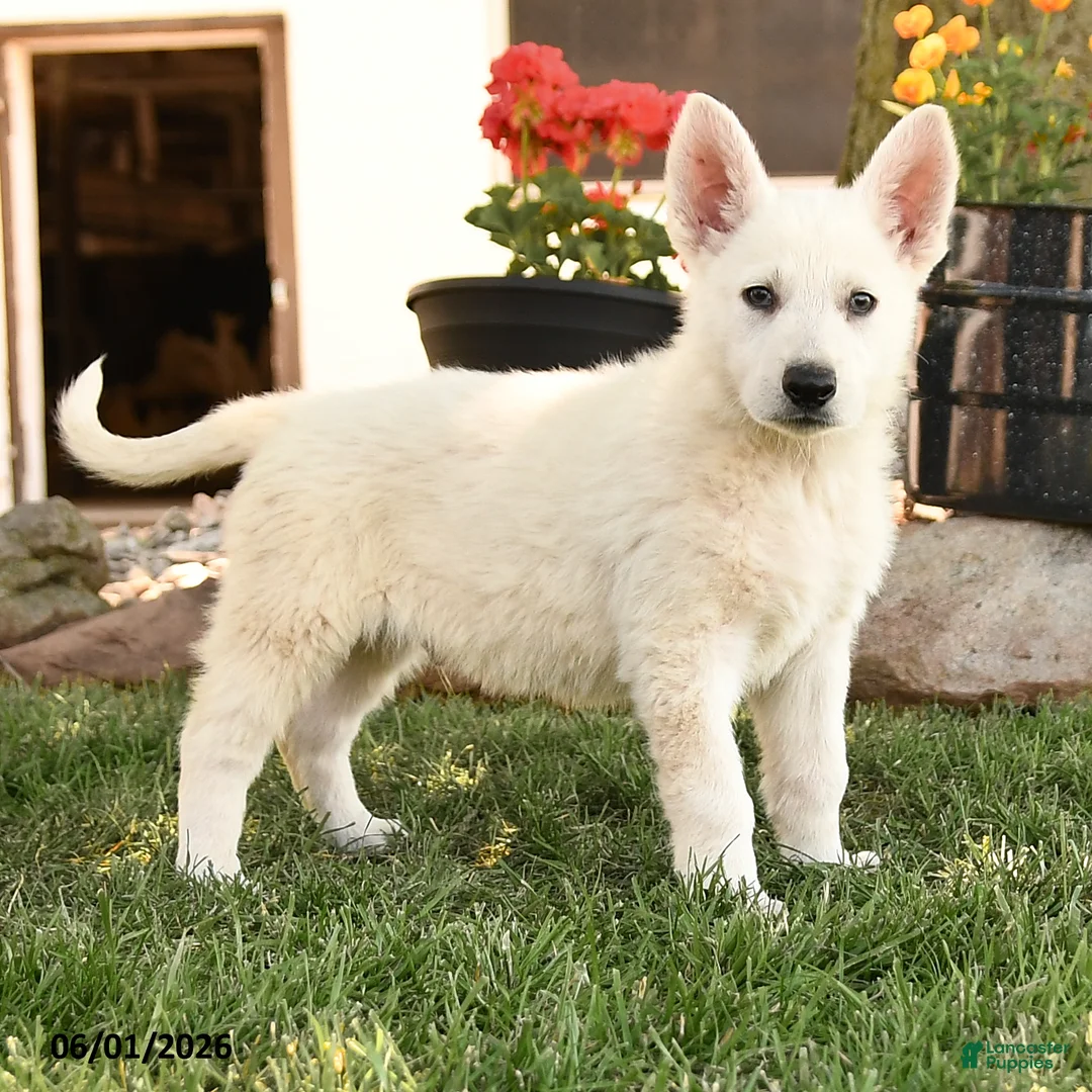 German Shepherd dogs for sale: Sonny - Ad 2